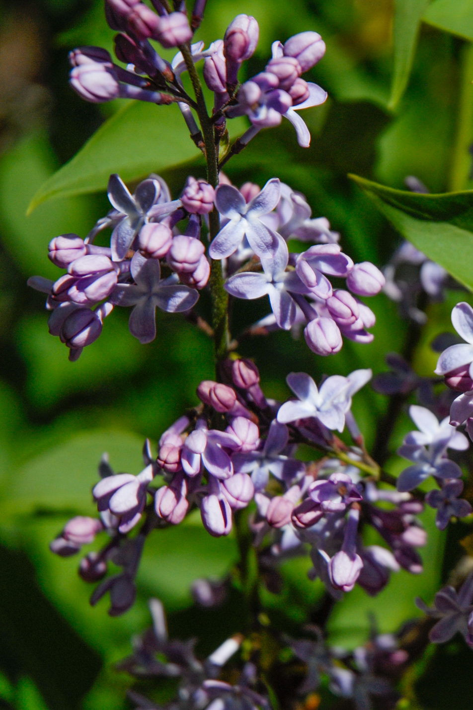 Common Lilac